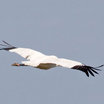 Whooping Crane